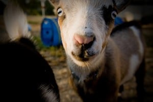 Picture of a goat face